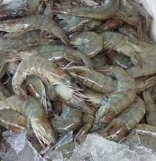 Defeso do camarão encerra nesta quinta-feira (15) na região do Complexo Lagunar