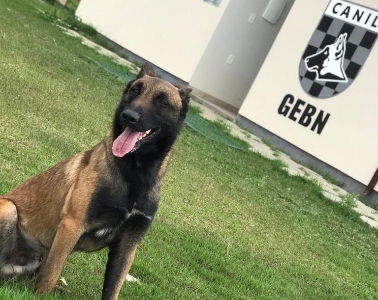 Braço do Norte: Cão Baruk recebe certificação internacional