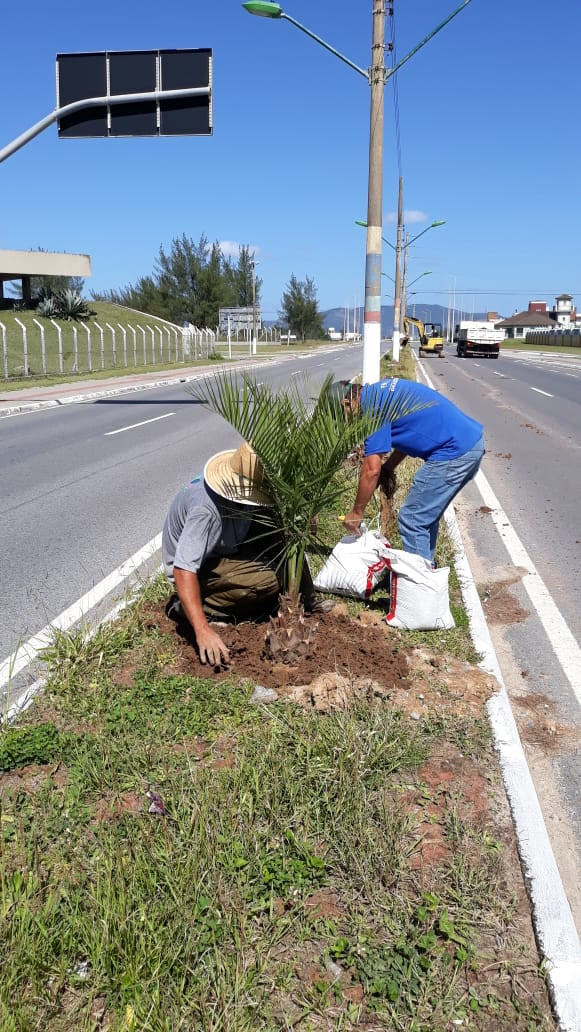 Mudas de butiá são plantadas na Avenida João Marronzinho, em Laguna