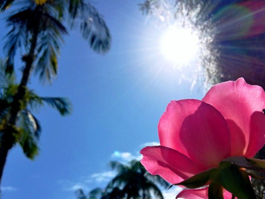 Previsão do tempo: Sol e temperatura em elevação em SC