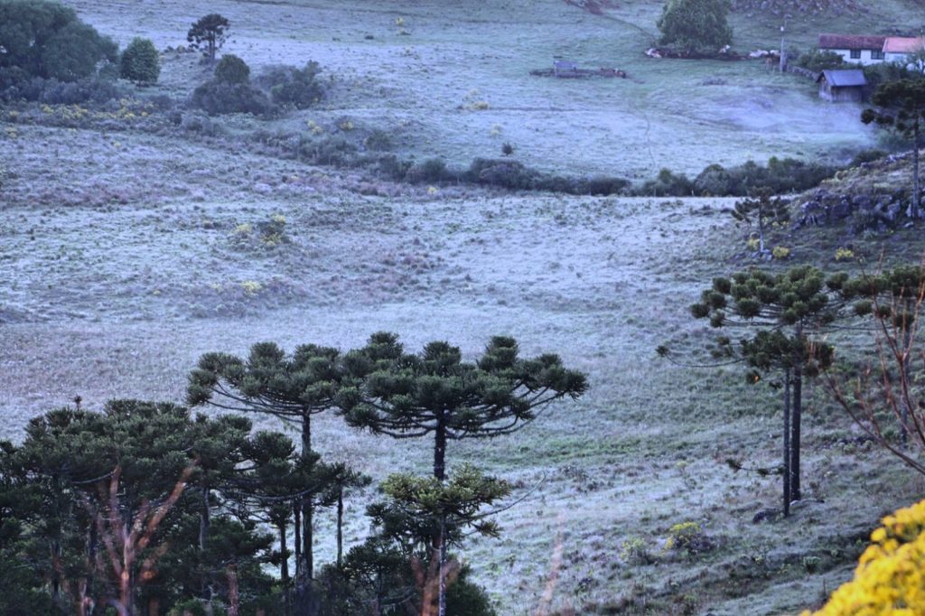 Pontos da Serra em Santa Catarina registram geada nesta quarta-feira (21)