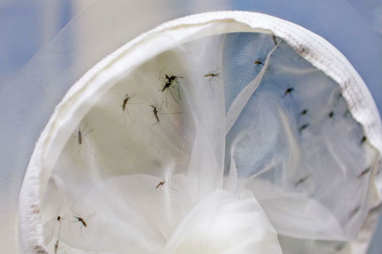 Começa hoje (25) Semana Nacional de Combate ao Aedes aegypti