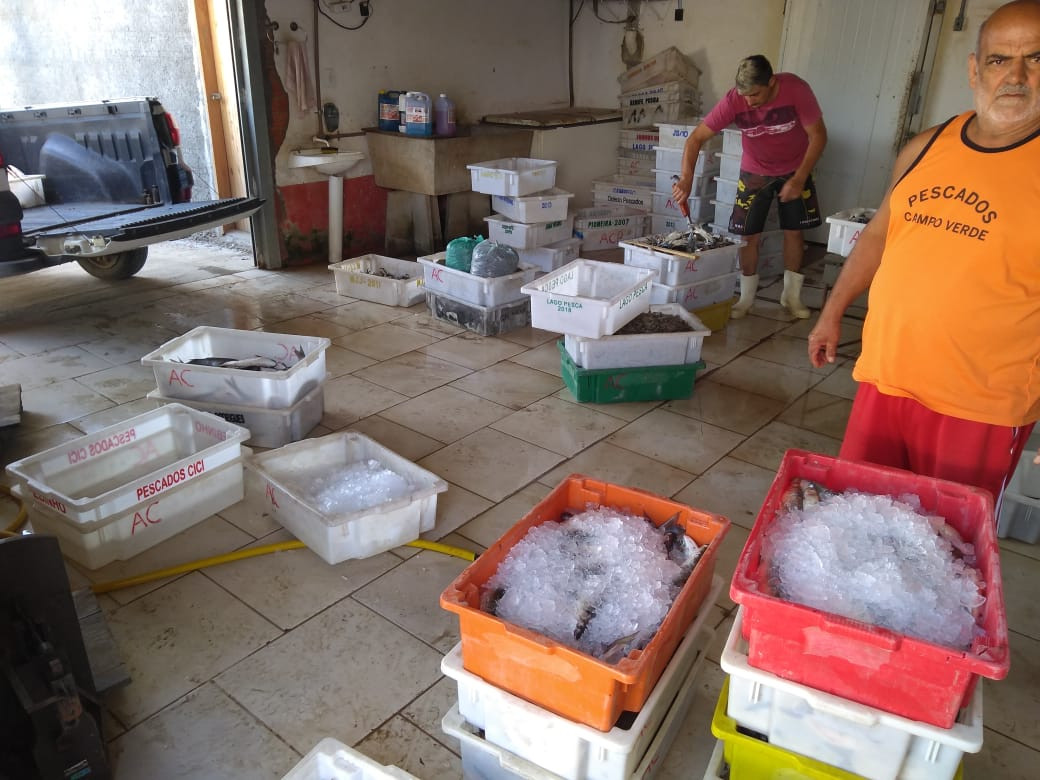 Laguna: Vigilância Sanitária apreende 670 quilos de pescados sem procedência