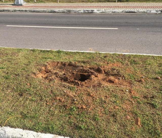 Muda de butiá é furtada da avenida Marronzinho, em Laguna