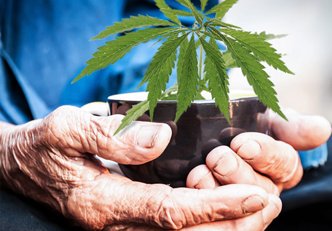 Em Laguna, idoso é preso com 650 gramas de maconha