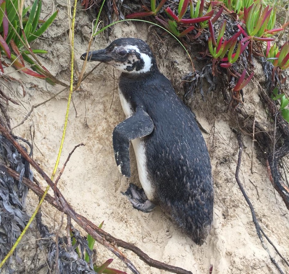 Ypuã, em Laguna, recebeu visita nesta quinta-feira (29)