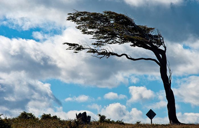 Tempo: Defesa Civil alerta para rajadas de vento forte nas próximas horas