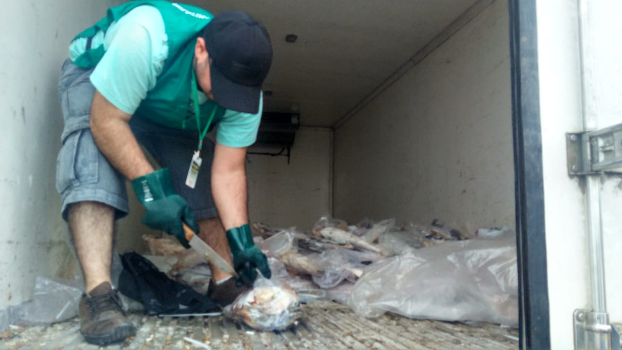 Vigilância Sanitária faz descarte de pescados apreendidos em operação em Laguna