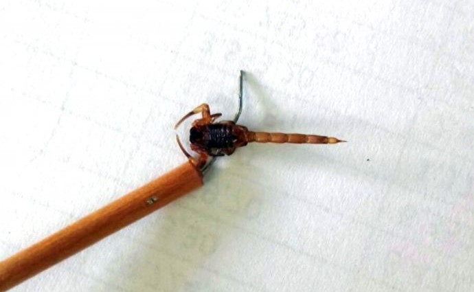 Município de Criciúma tem foco de escorpião amarelo