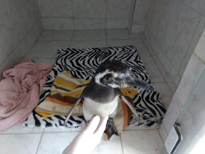 Pinguim é encontrado abandonado em Criciúma