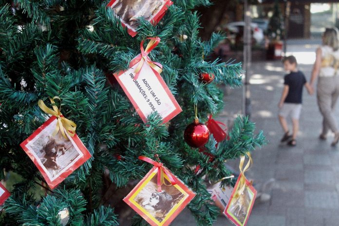 Urussanga: Ação incentiva adoção de animais