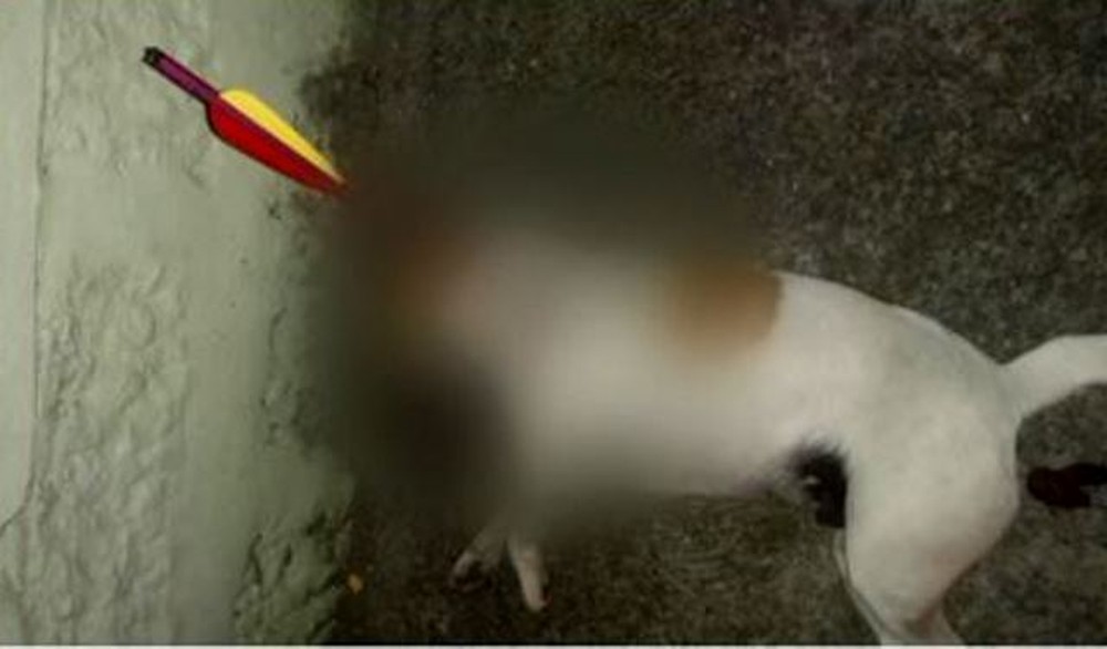 Em SC: Cachorro morre com flecha fincada no corpo