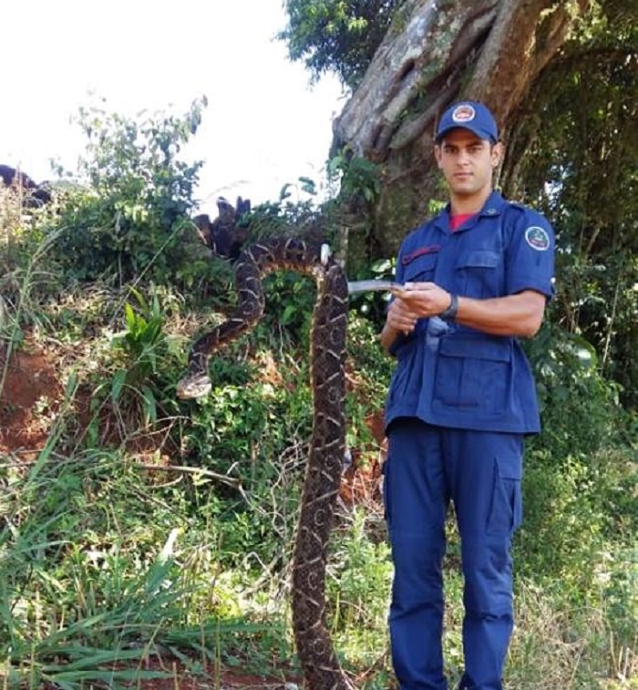 Em SC: Cobra de três metros é capturada