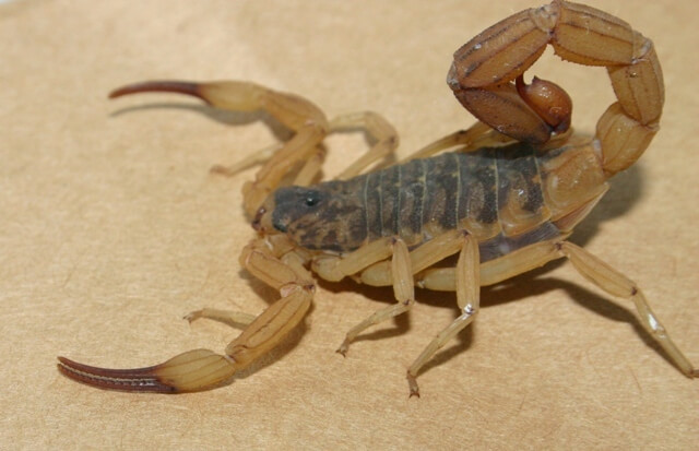 Regional de Saúde de Criciúma confirma um registro de encontro do escorpião amarelo