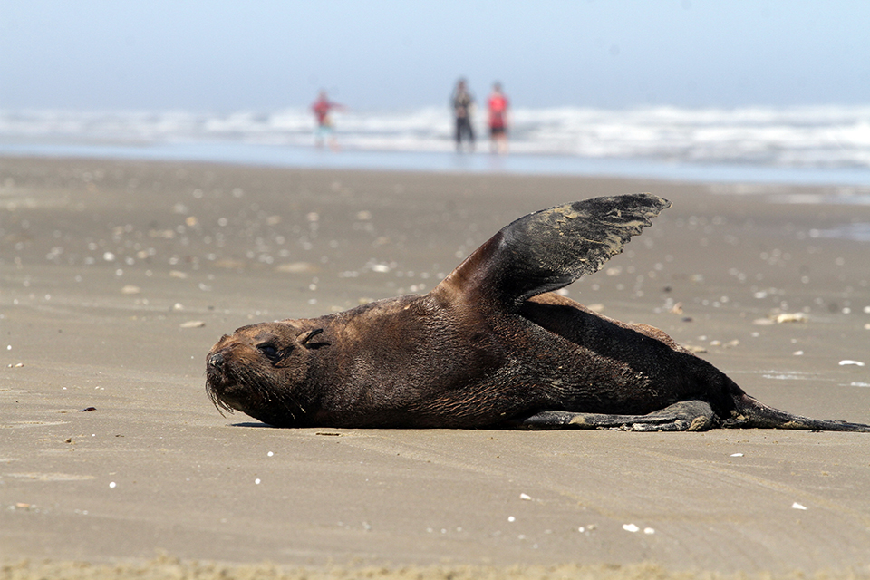 Lobos-marinhos visitam a orla no Rincão