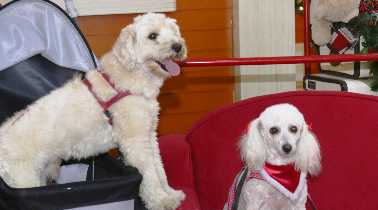 Para os pets, tudo! Seguindo tendência, Farol Shopping agora é PetFriendly