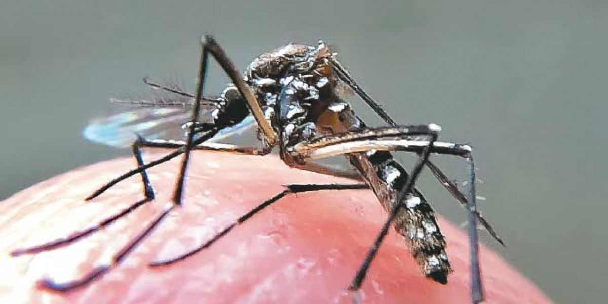 Estudo indica que zika pode provocar infertilidade em homens