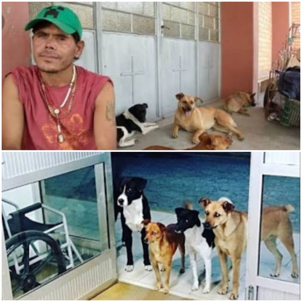 Emocionou! Cães aguardam seu dono na porta de hospital enquanto ele é atendido