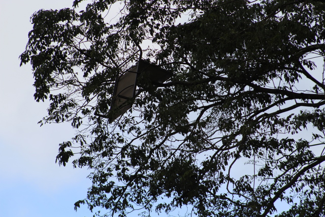 Cadeira vai parar em árvore e bloqueia trânsito