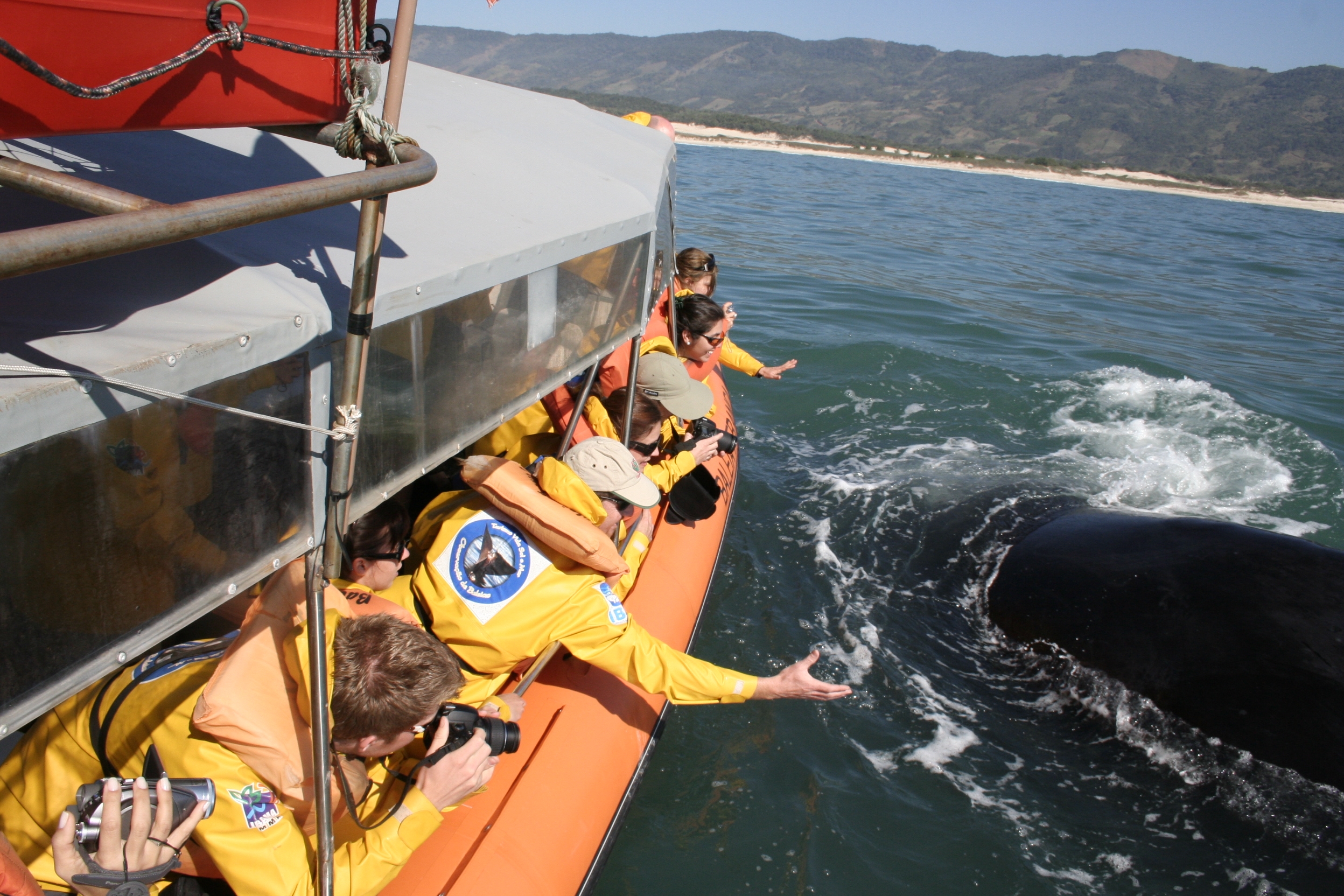 Portaria do Ministério do Meio Ambiente libera observação embarcada de baleias no litoral catarinense