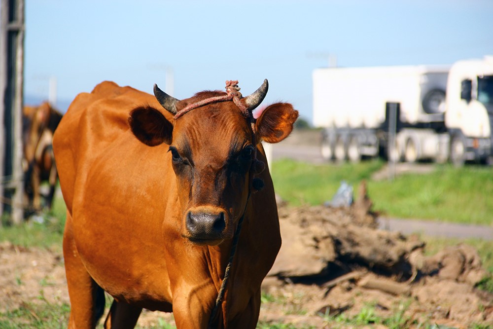 Dnit/SC e Consórcio agem para evitar animais próximos à BR-101