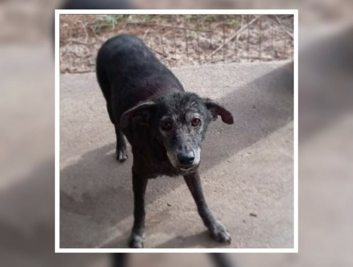 Ajude os pets: ONG que cuida de animais precisa de apoio para continuar em funcionamento