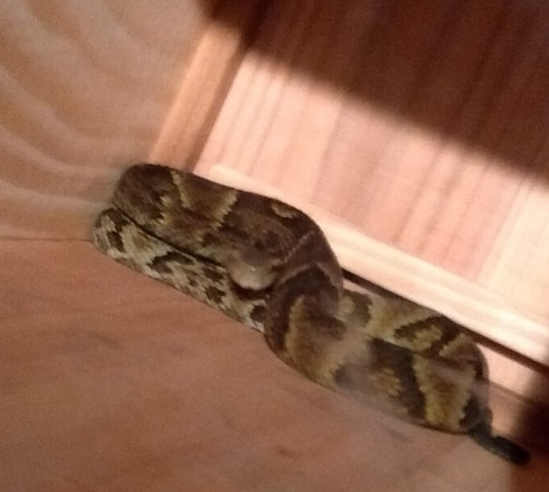 Em SC: Jararaca de um metro é encontrada dentro de uma casa
