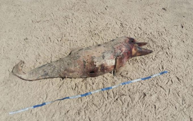 Corpo do filhote de boto aparece na praia da Ribanceira, em Imbituba