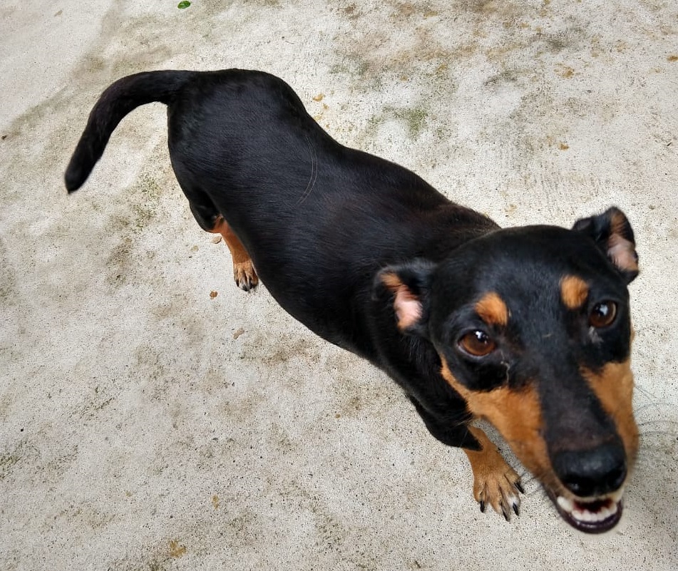 Cães recebem carinho e ajuda de voluntários em Laguna