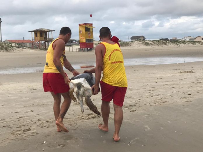 Balneário Rincão: Tartaruga é encontrada morta na Zona Sul