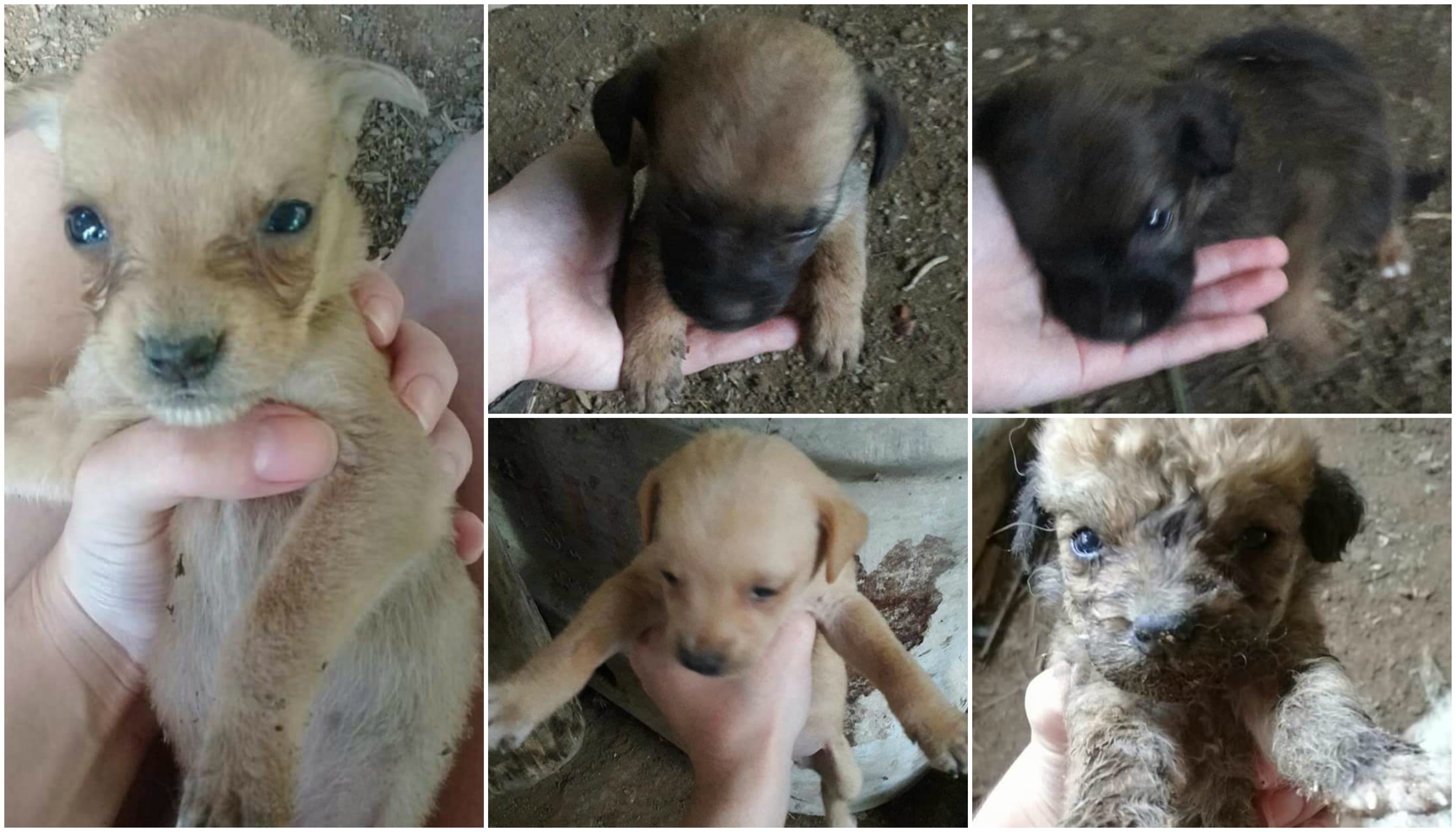 Pescaria Brava: Cães abandonados estão à espera de um novo lar
