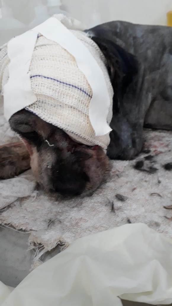 Crueldade: Cachorrinho é resgatado em situação de maus-tratos em Tubarão