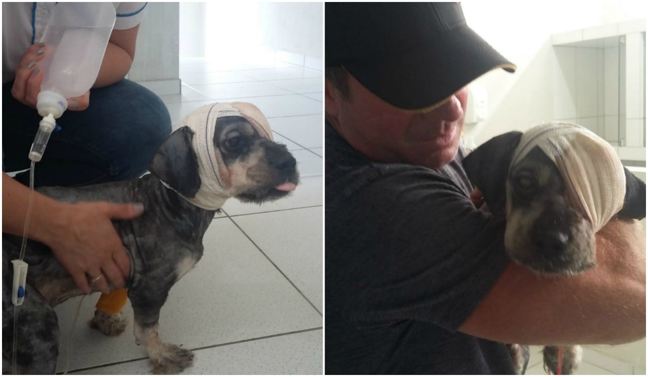 Cachorrinho que sofreu maus-tratos recupera-se em hospital; tratamento ainda levará dias