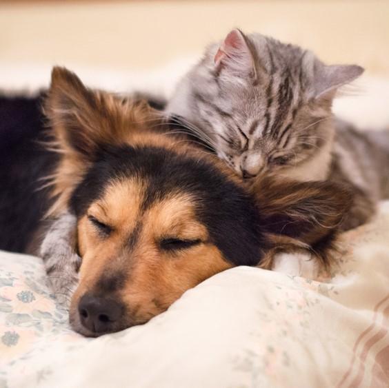 Região pode ganhar cemitério para animais