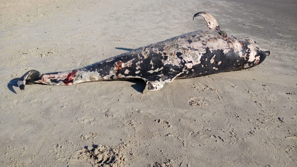 5º caso em dezembro: Mais um boto é encontrado morto em Laguna