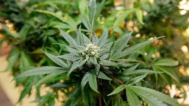 Pé de maconha de dois metros de altura é apreendido em Criciúma