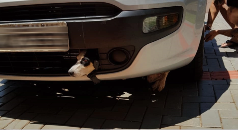 Cadela assusta-se com fogos de artifício e se esconde em veículo; ela viajou presa por 100 quilômetros