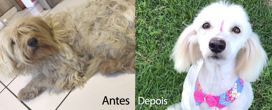 Maus-tratos e abandono de animais crescem no verão