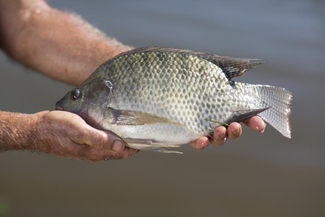 Capital Catarinense da Tilápia: Armazém recebe o título concedido pelo Estado