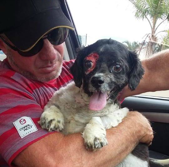 Salve os pets! Voluntários precisam de ajuda para resgatar cães feridos