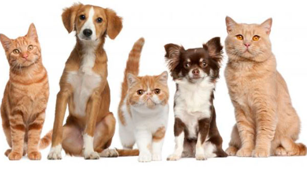 Laguna terá castração de cães, gatos e implantação de microchip