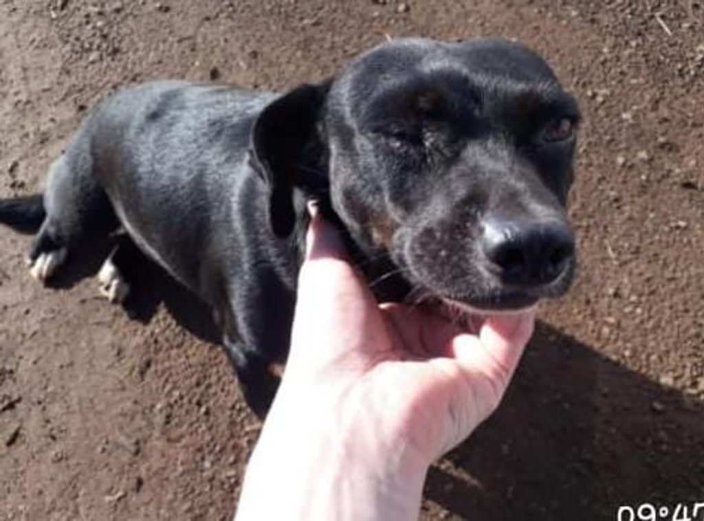 No Estado: ONG recebe denúncia de suposto estupro de cadela