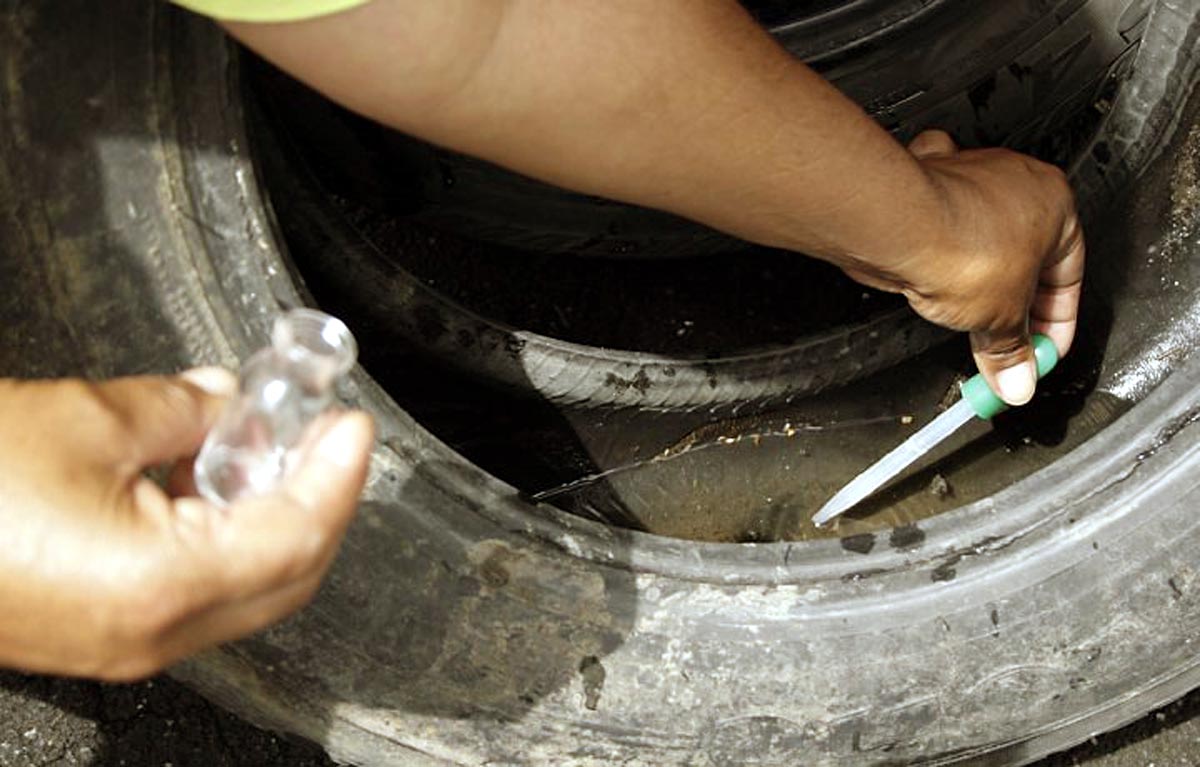 Foco do mosquito da dengue é encontrado em Lauro Müller