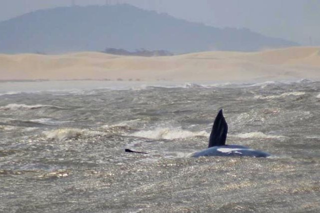 Rota da Baleia Franca: Encontro discute projetos para 2019