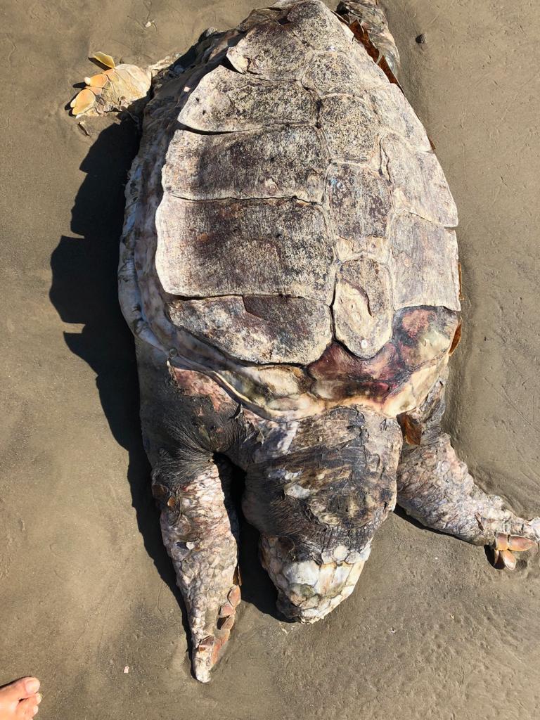 Tamanho de tartaruga morta surpreende moradores e veranistas em Laguna