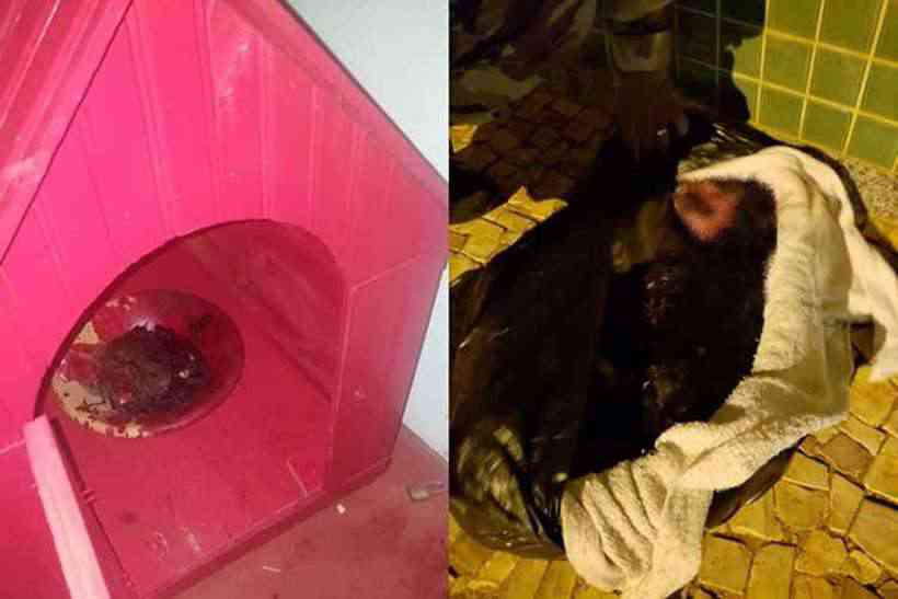 No país: Homem que matou cadela em 'oferenda' terá de pagar R$ 19 mil em multa