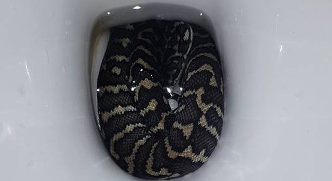 Internacional: Mulher é picada por serpente ao usar vaso sanitário