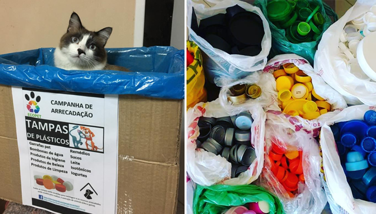 Em SC: Tampinhas de plástico financiam castrações de animais abandonados 