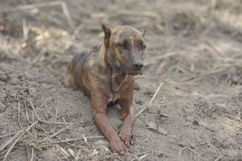 Cão Vitinho comove ao fazer vigília pelos donos após tragédia em Brumadinho