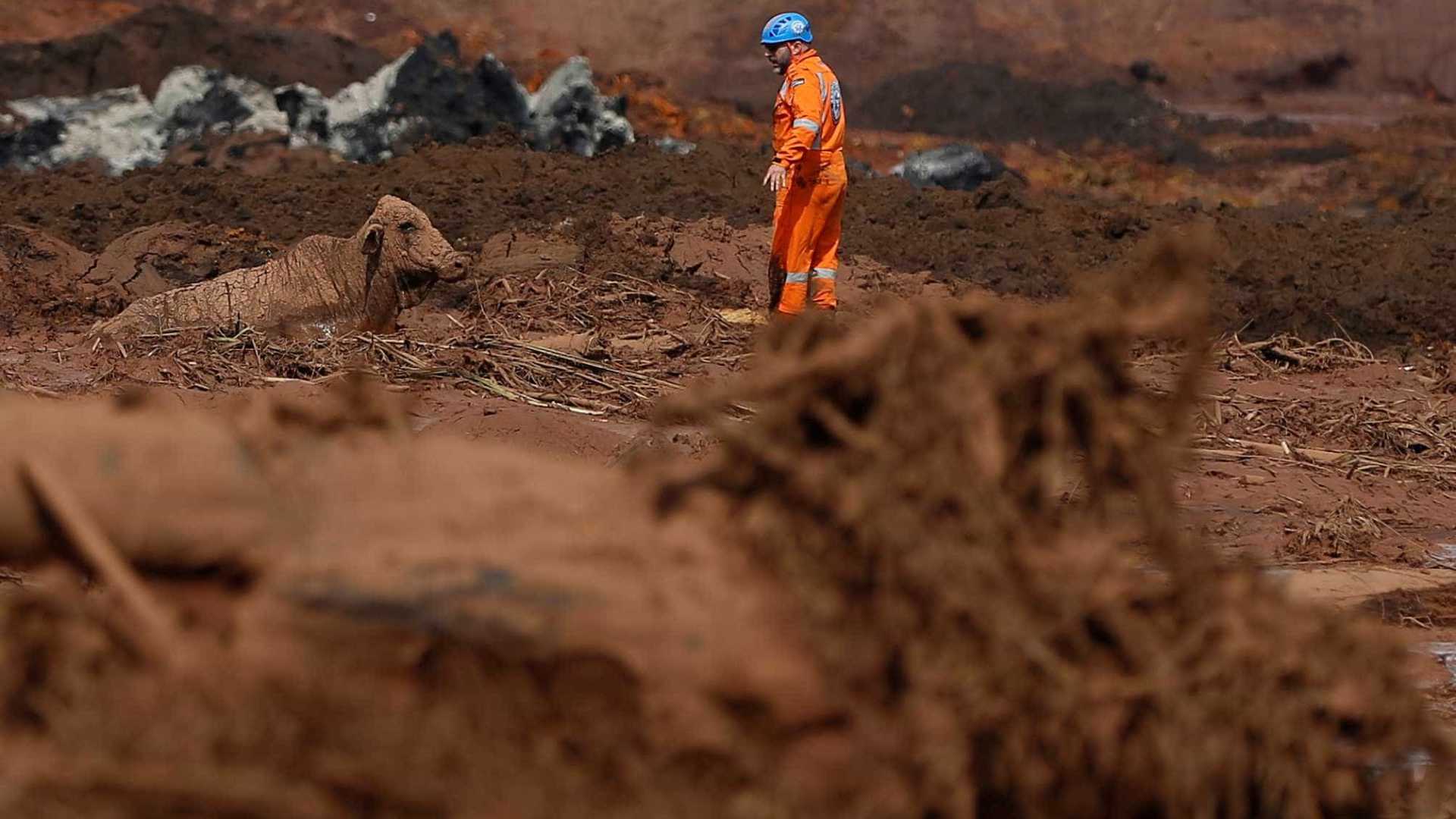 Com tiros, agentes executam animais na lama de Brumadinho